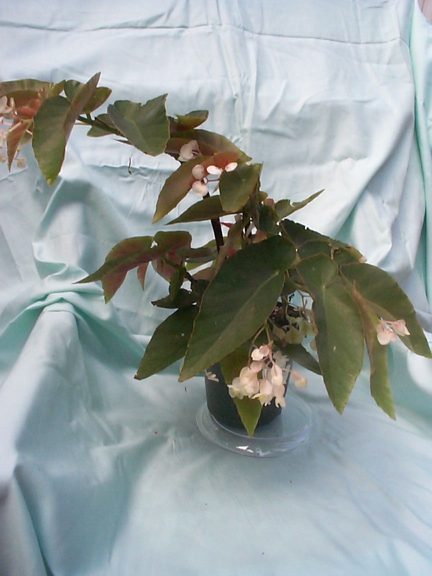 B. ‘White Coccinea’